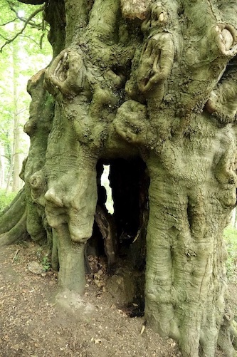 veteran beech